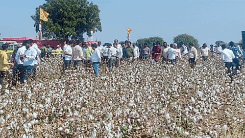 Cotton Picking