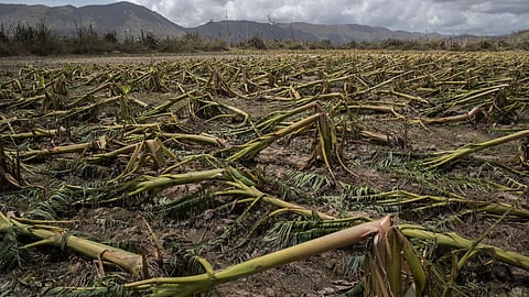Crop Damage