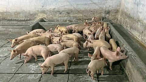 Pig Rearing