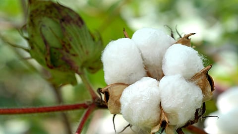 Cotton