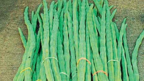 Shevga