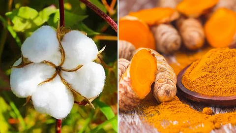 Cotton And Turmeric