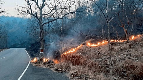 Forest Fire
