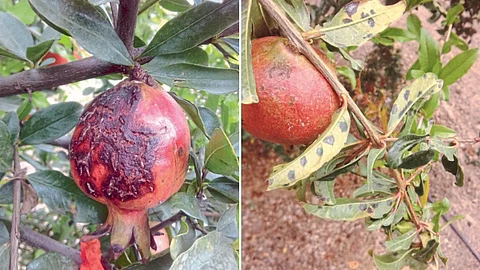 Pomegranate Disease