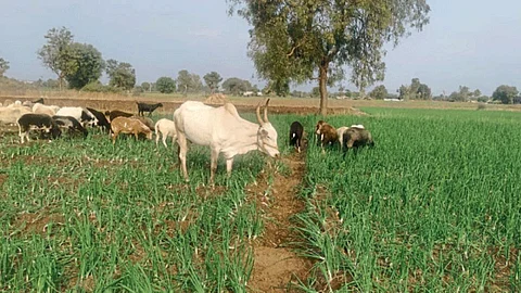 Water Crisis