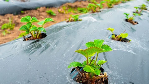 Plastic Mulching