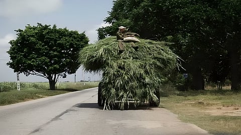 Fodder Transport Ban