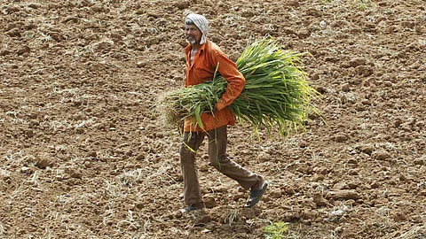 Fodder Shortage