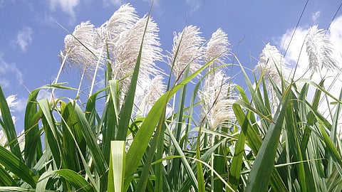 Sugarcane