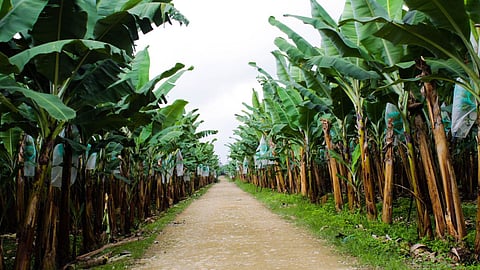 Banana Farm