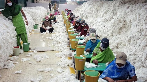 Cotton Procurement