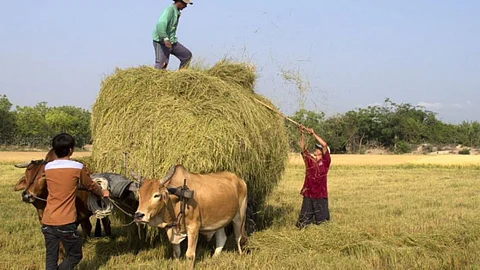 Fodder