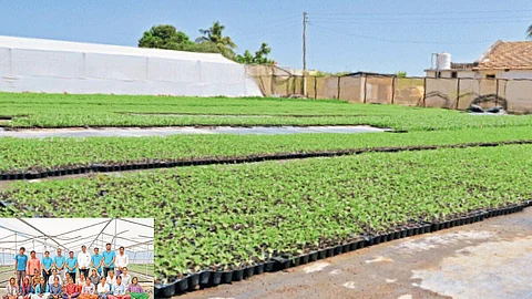 Crop Nursery