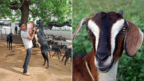 Ganesh Kale and Goat Farming