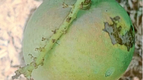 Mango Pest