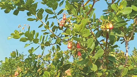 Cashew Season