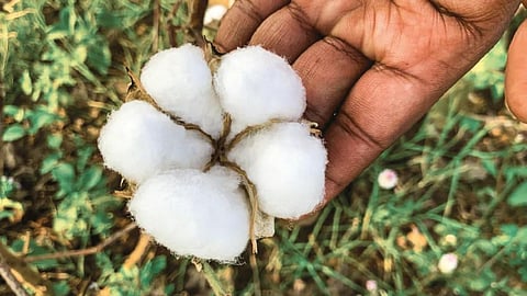 Cotton