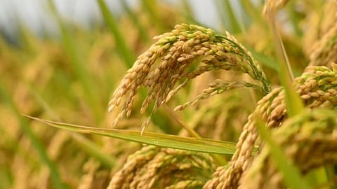 Paddy Farming
