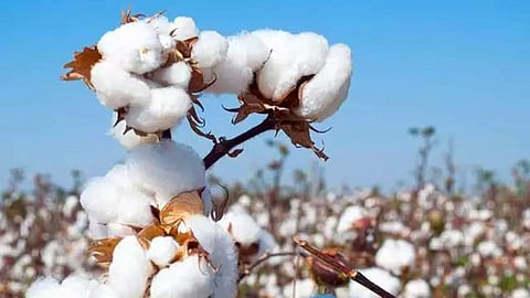Cotton