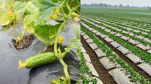 Summer Vegetable Farming : उन्हाळी हंगामातील भाजीपाला पिकाचे व्यवस्थापन