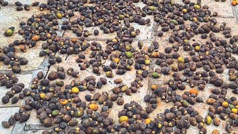 Areca Nut