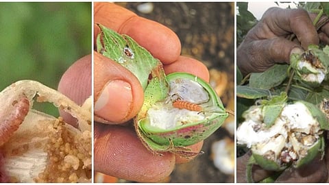 Cotton Disease