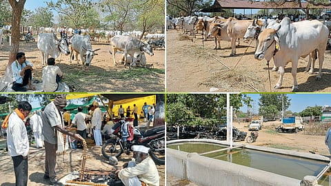 Animal market