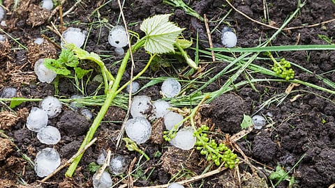 Hailstorm In Maharashtra