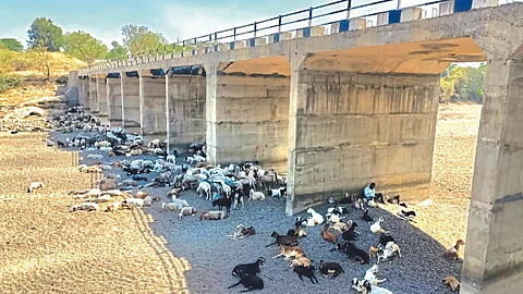 Water Fodder Crisis