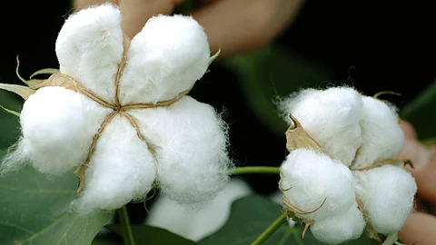 Cotton