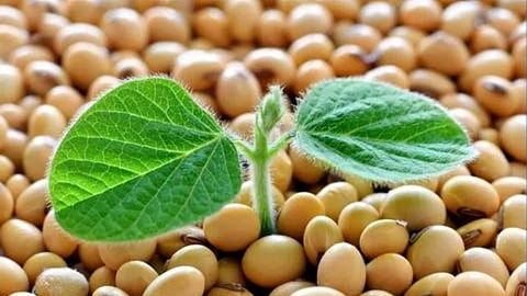 Soybean