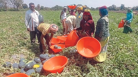 Watermelon Production