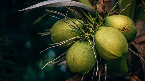 Coconut Production