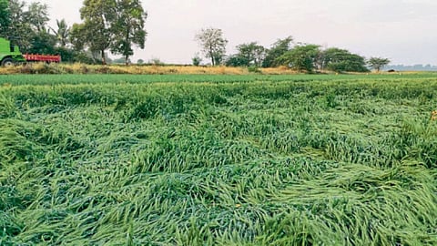 Crop Damage