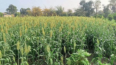 Jowar Crop
