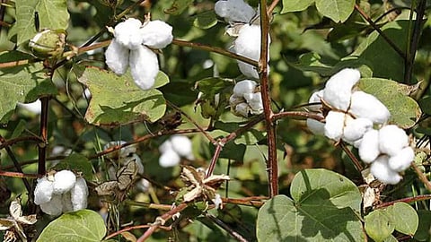 Cotton