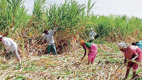 Sugarcane Cutting
