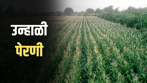 Summer Crops
