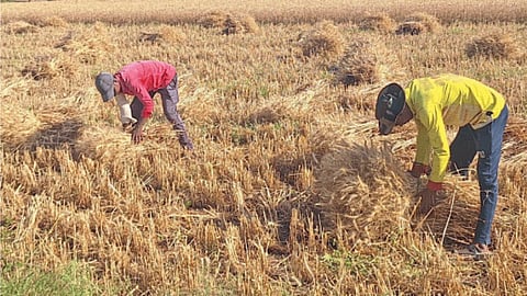 Wheat Harvesting
