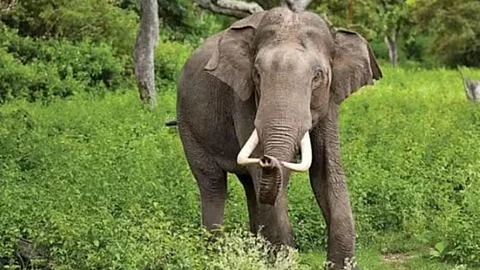 'Madhuri' the Elephant