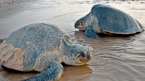 Turtle Conservation