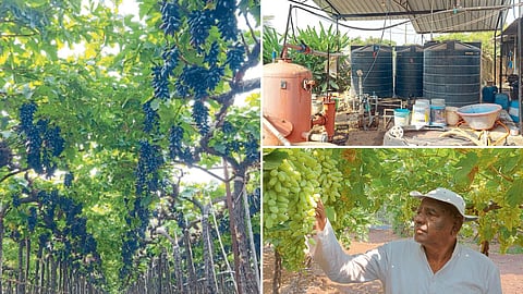 Grape Farming