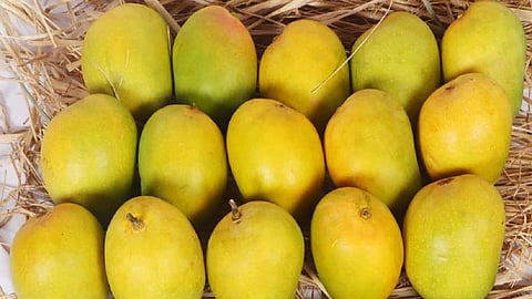 Mango Market