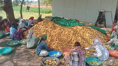 Potato Production