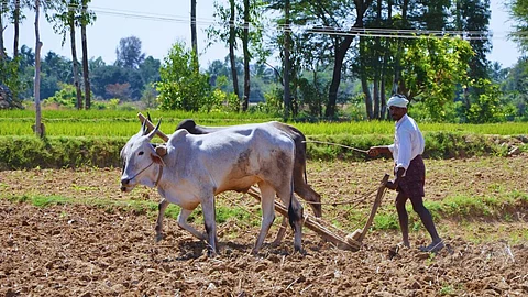Summer Sowing
