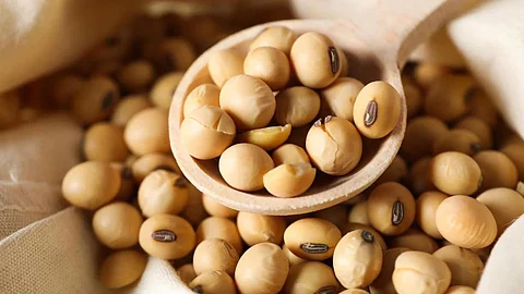 Soybean