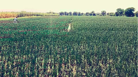 Onion Farming