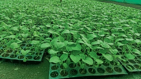 Vegetable seedlings