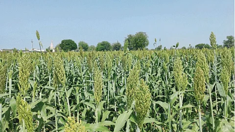 Summer Crop