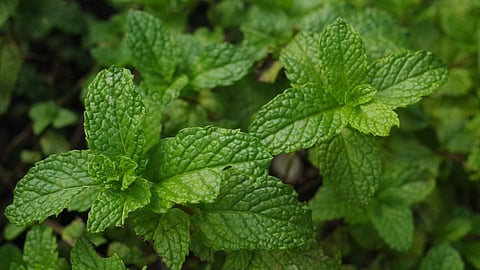 Mint Benefits